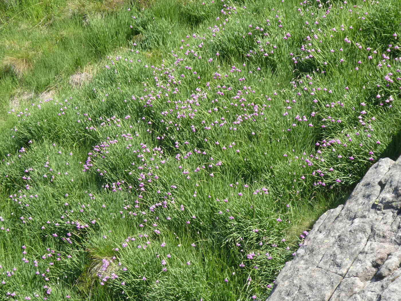 Allium narcissiflorum / Aglio piemontese